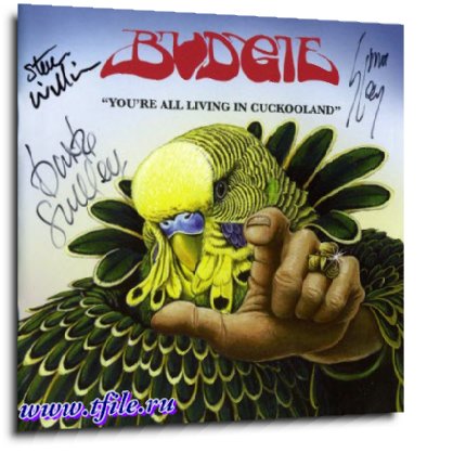 Budgie -  