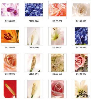 Close-ups of Flowers II ImageDJ DI138  - 