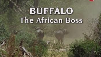  .  -   / Wildlife. Buffalo. The African Boss