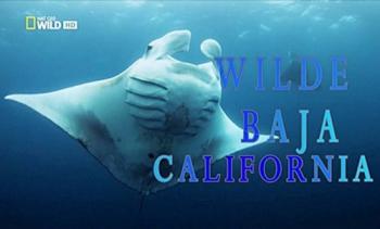    / NAT GEO WILD. Wild Baja California DUB