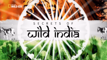    :   / NAT GEO WILD. Secrets of Wild India: Desert Lions DUB