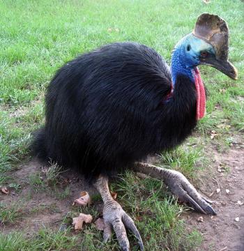  / Cassowaries