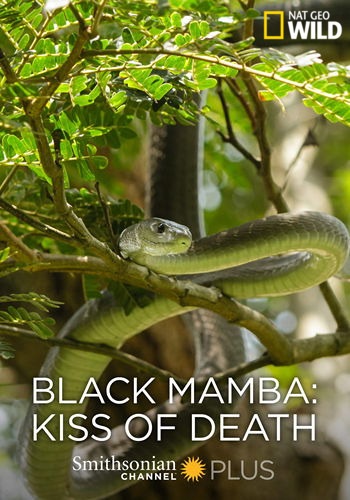  :   / NAT GEO WILD. Black Mamba Kiss of Death VO