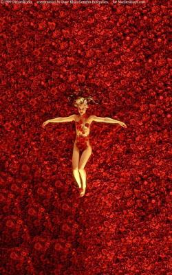  - / American Beauty