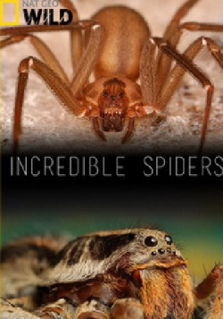   / Incredible spiders DUB