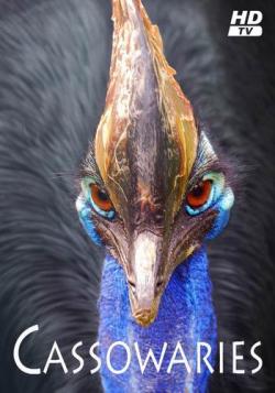  / Cassowaries MVO